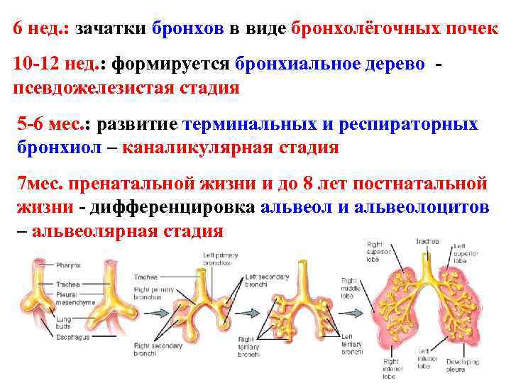 Эмбриогенез дыхательной системы презентация