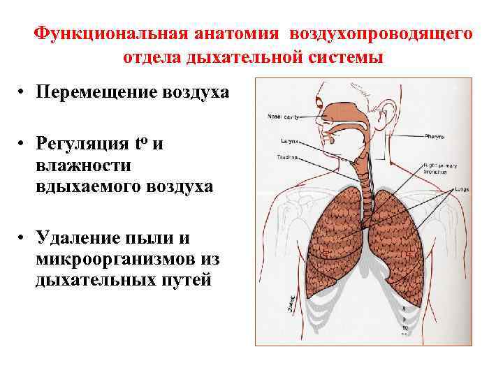 Особенности строения органов дыхания. Строение респираторного отдела дыхательной системы. Функциональная анатомия дыхательных путей. Функциональная анатомия легких физиология дыхания. Функции воздухопроводящих путей дыхательной системы.