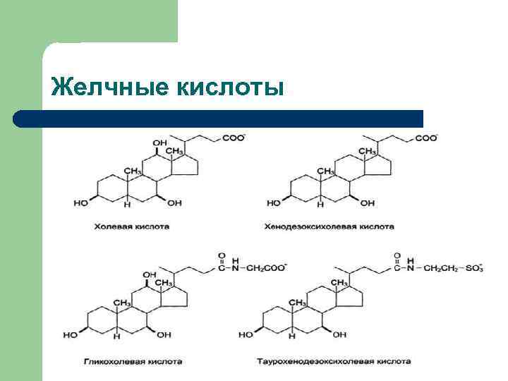 Желчные кислоты 