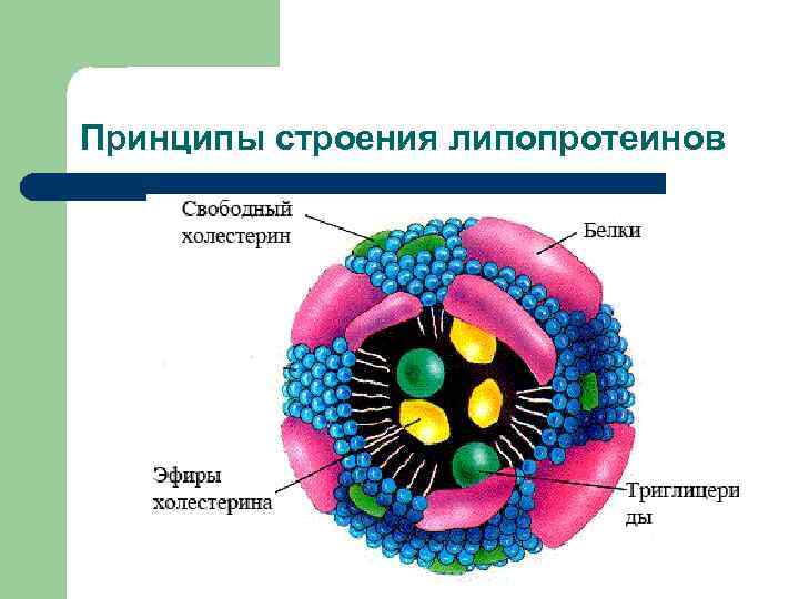 Принципы строения липопротеинов 