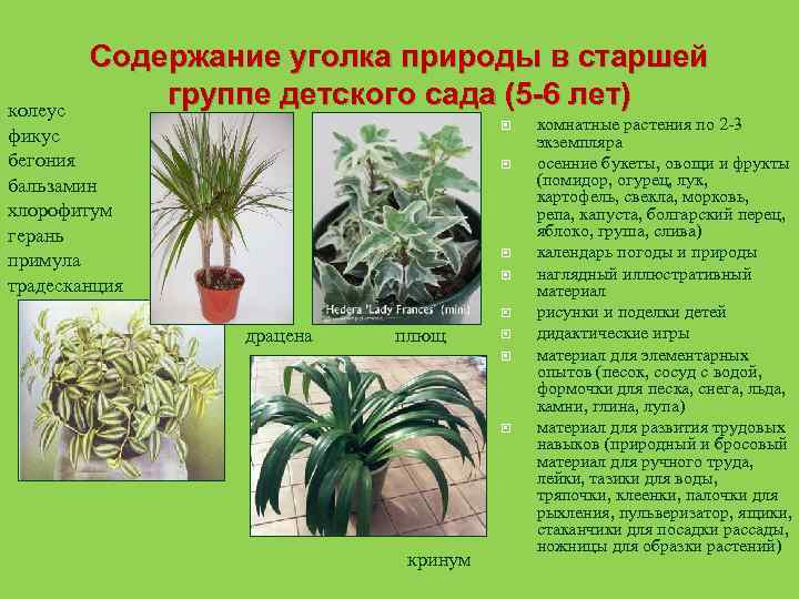 Содержание уголка природы в старшей группе детского сада (5 -6 лет) колеус фикус бегония
