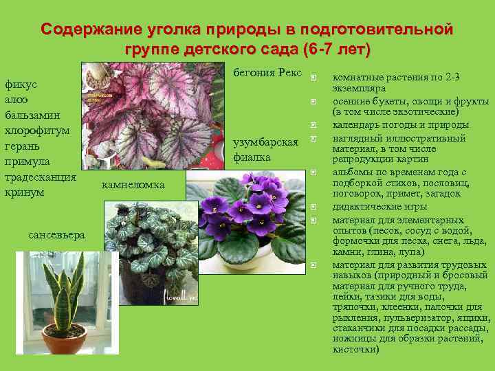 Содержание уголка природы в подготовительной группе детского сада (6 -7 лет) фикус алоэ бальзамин