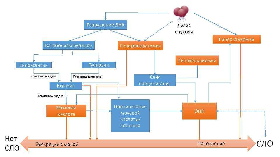 Разрушение ДНК Катаболизм пуринов Лизис опухоли Гиперфосфатемия Гипокальциемия Гуанозин Гипоксантин Ксантиноксидаза Гуаниндезаминаза Ксантин Гиперкалиемия