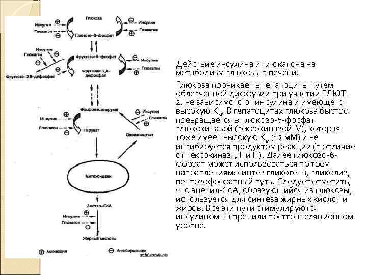 Схема механизма действия инсулина и глюкагона. Общая схема путей метаболизма Глюкозы в гепатоцитах. Схема синтеза инсулина биохимия.