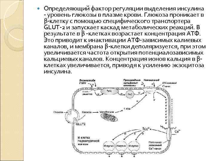 Самым сильным стимулятором выработки инсулина является