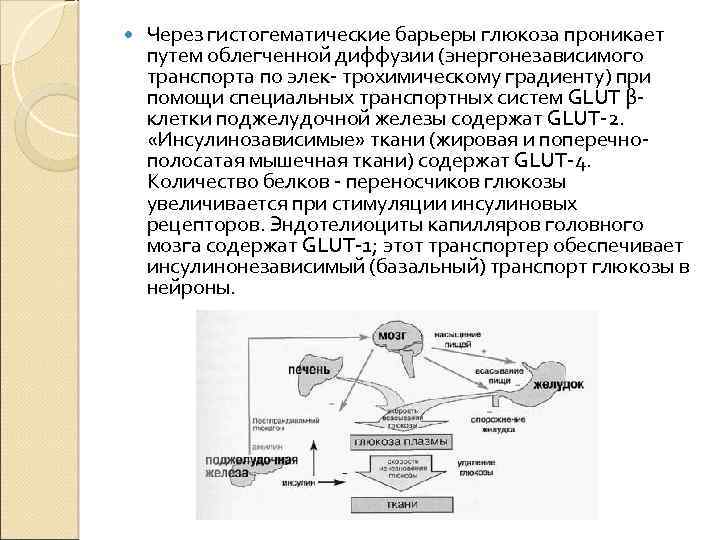  Через гистогематические барьеры глюкоза проникает путем облегченной диффузии (энергонезависимого транспорта по элек- трохимическому