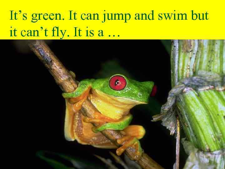 It’s green. It can jump and swim but it can’t fly. It is a