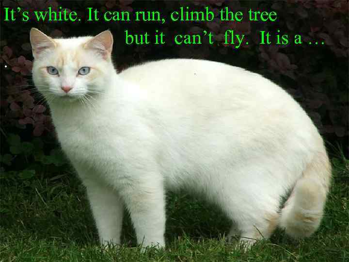 It’s white. It can run, climb the tree but it can’t fly. It is