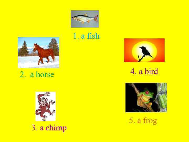 1. a fish 2. a horse 3. a chimp 4. a bird 5. a