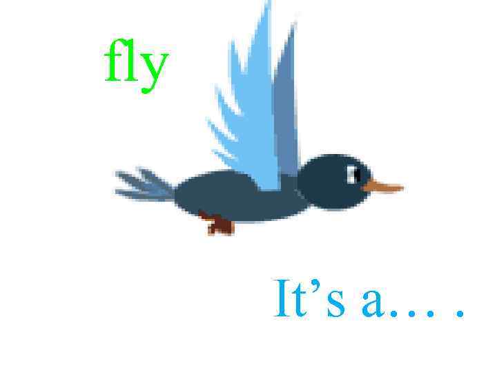 fly It’s a…. fly 