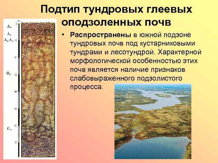 Тундрово глеевые почвы