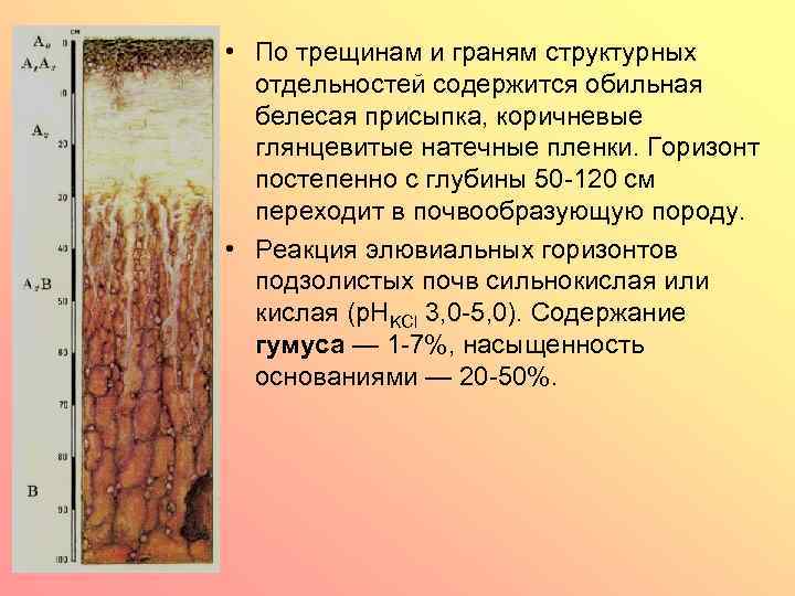  • По трещинам и граням структурных отдельностей содержится обильная белесая присыпка, коричневые глянцевитые