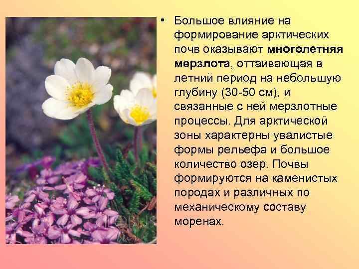  • Большое влияние на формирование арктических почв оказывают многолетняя мерзлота, оттаивающая в летний