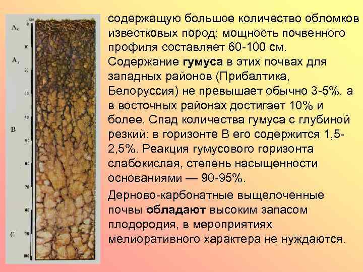  • содержащую большое количество обломков известковых пород; мощность почвенного профиля составляет 60 -100