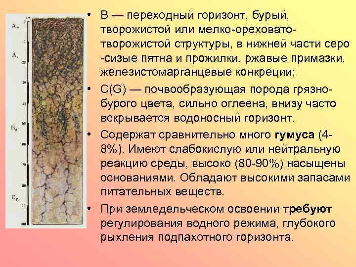  • В — переходный горизонт, бурый, творожистой или мелко-ореховатотворожистой структуры, в нижней части