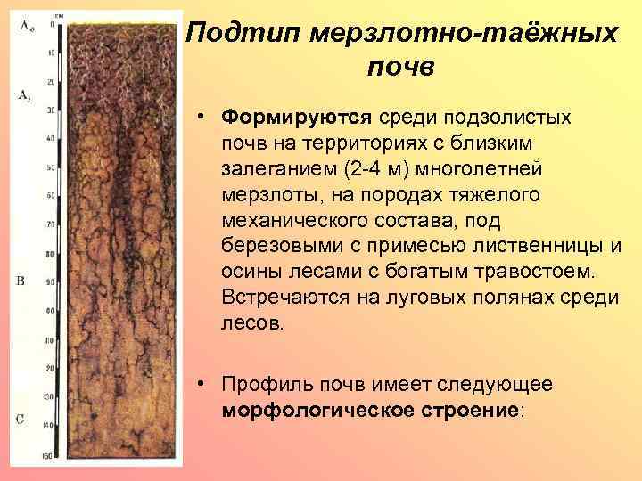 Подзолистые почвы климатические условия