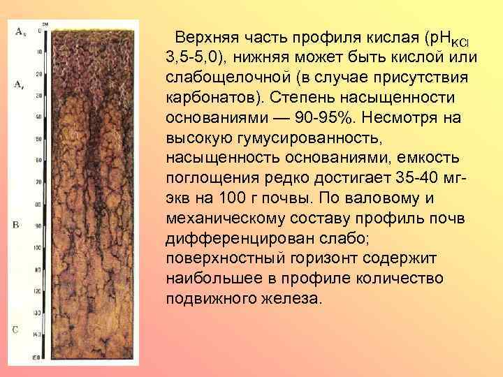 Верхняя часть профиля кислая (p. HKCl 3, 5 -5, 0), нижняя может быть кислой
