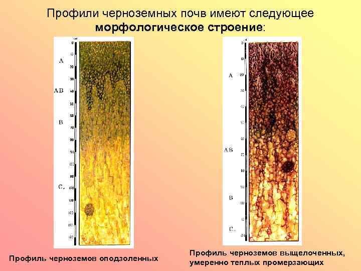 Профили черноземных почв имеют следующее морфологическое строение: Профиль черноземов оподзоленных Профиль черноземов выщелоченных, умеренно