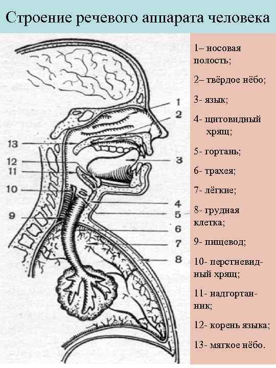 Презентация анатомия и физиология органов речи