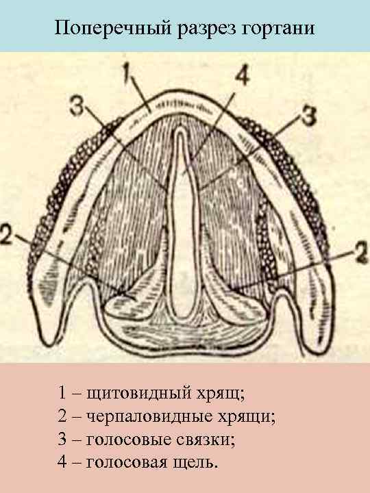 Поперечный разрез гортани 1 – щитовидный хрящ; 2 – черпаловидные хрящи; 3 – голосовые
