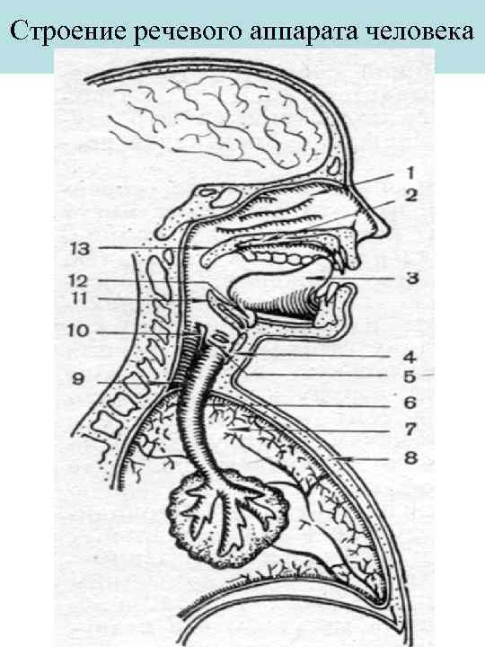 Строение речи. Схема органов речевого аппарата. Строение и функционирование речевого аппарата схема. Структура речевого аппарата схема. Анатомия строение речевого аппарата.