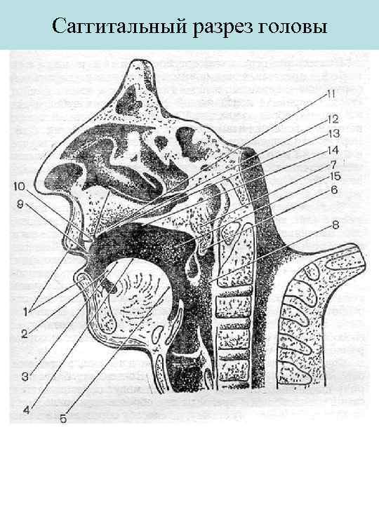 Саггитальный разрез головы 
