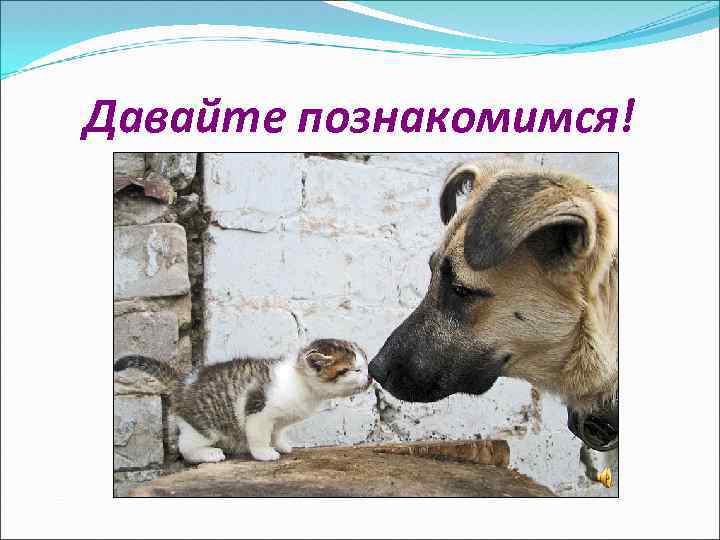 Давайте познакомимся! 