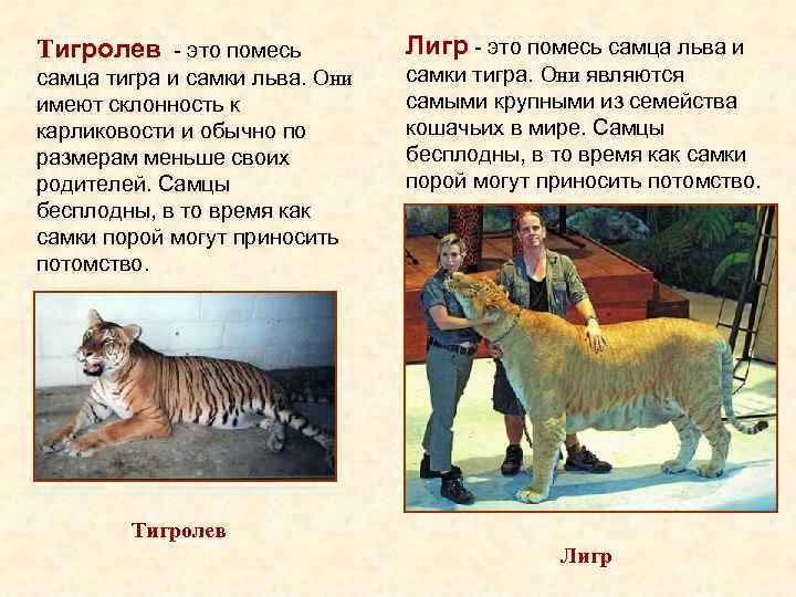 Тигролев - это помесь самца тигра и самки льва. Они имеют склонность к карликовости