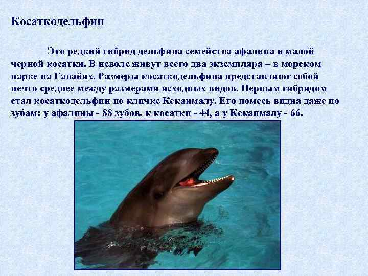Косаткодельфин Это редкий гибрид дельфина семейства афалина и малой черной косатки. В неволе живут