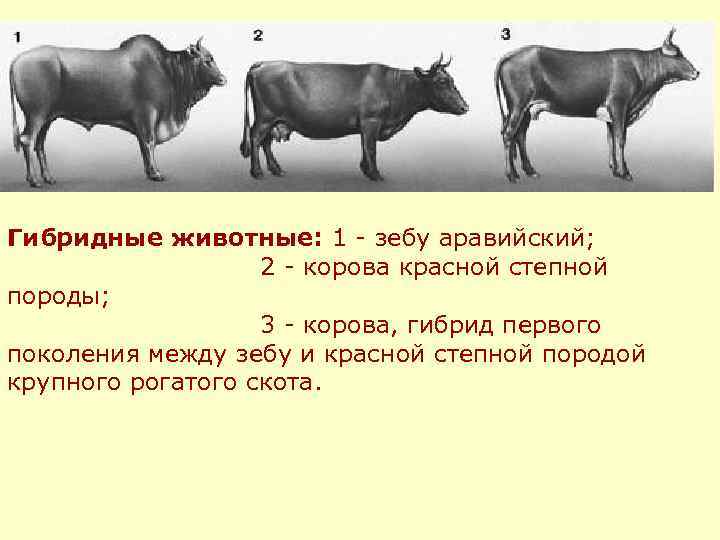 Гибридные животные: 1 - зебу аравийский; 2 - корова красной степной породы; 3 -