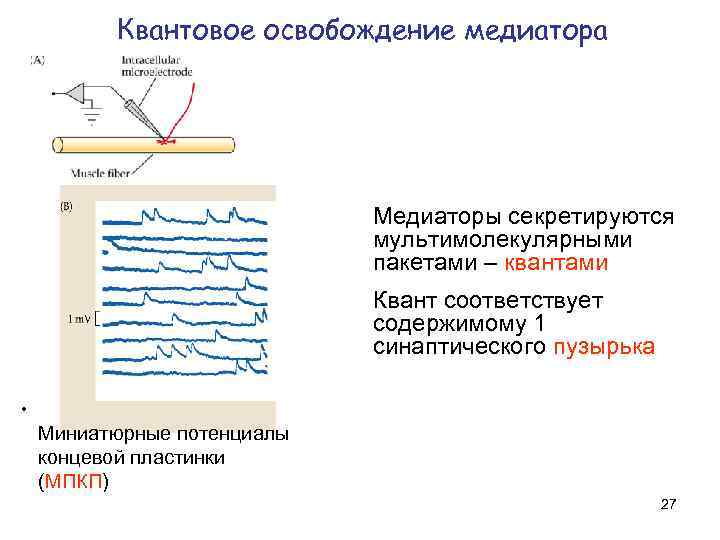 Потенциал концевой пластинки