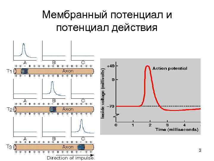 Рисунок потенциал действия