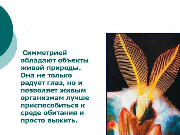 Симметрией обладают объекты живой природы. Она не только радует глаз, но и позволяет живым