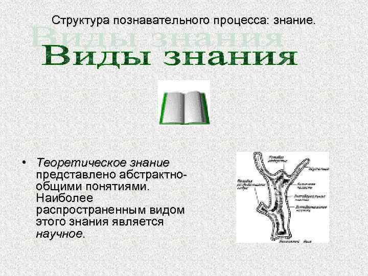 Структура познавательного процесса: знание. • Теоретическое знание представлено абстрактнообщими понятиями. Наиболее распространенным видом этого