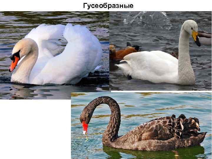 Гусеобразные 