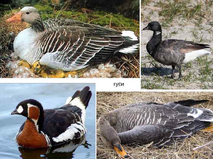 гуси 