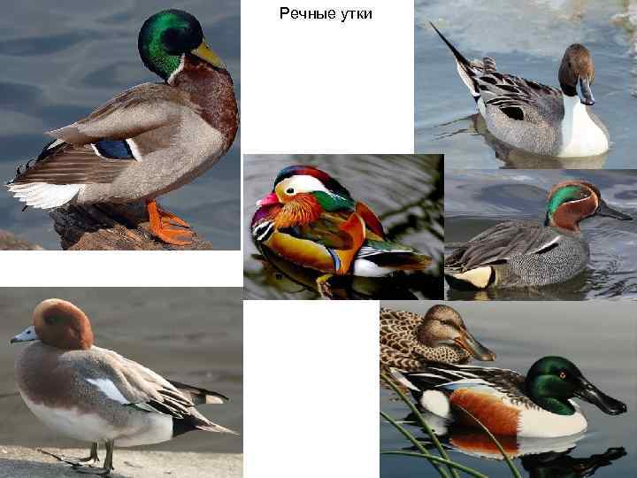 Речные утки 