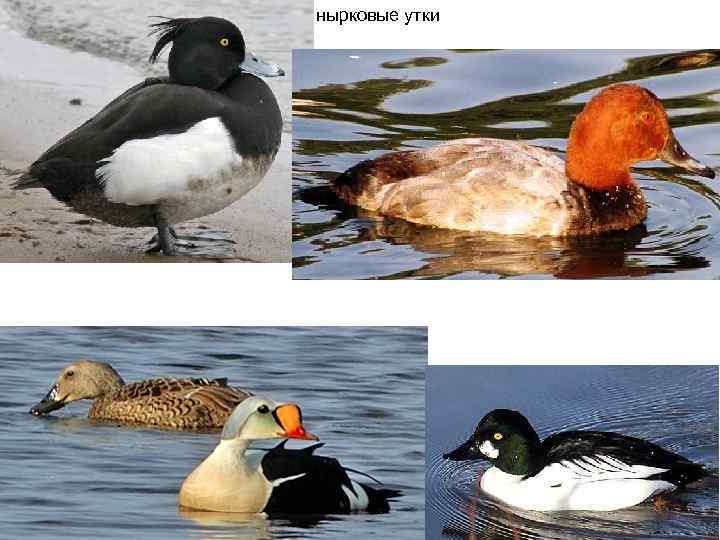 нырковые утки 