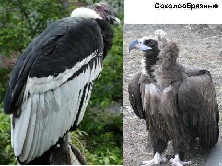 Соколообразные 