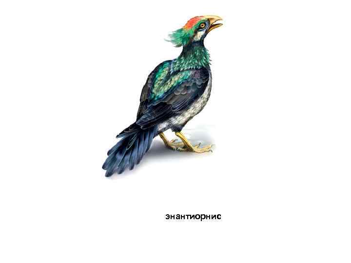 энантиорнис 