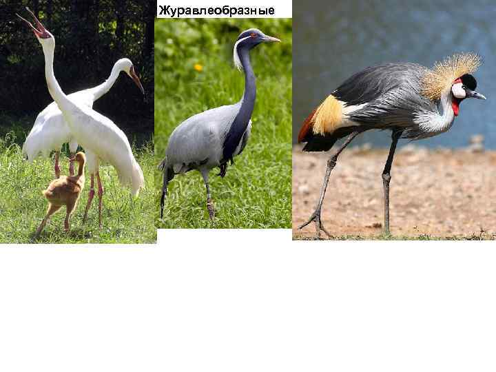 Журавлеобразные 