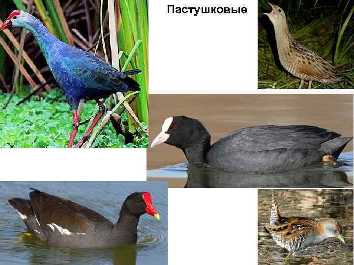 Пастушковые 