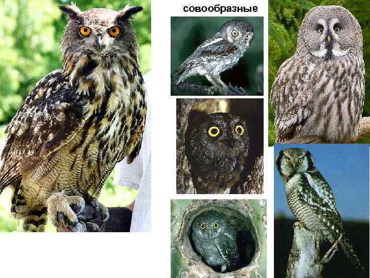совообразные 