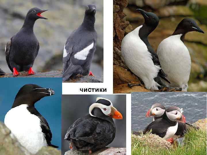 чистики 