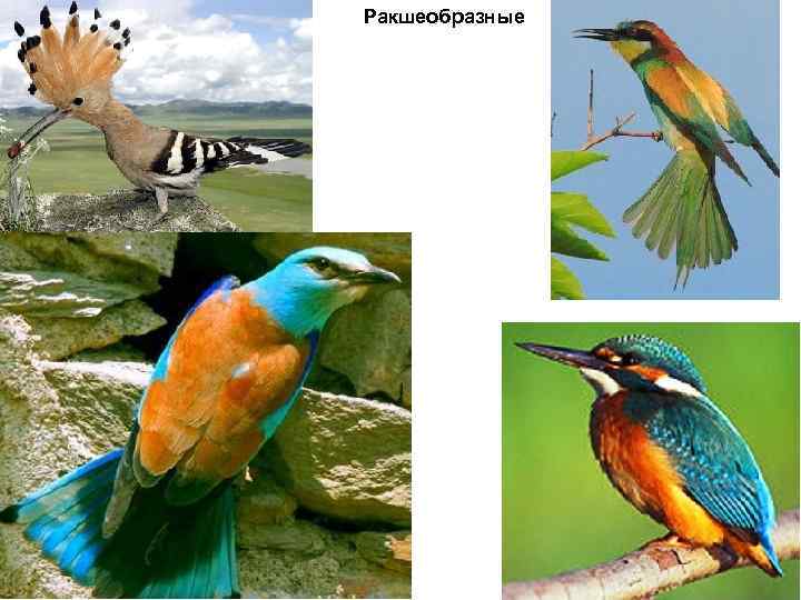 Ракшеобразные 