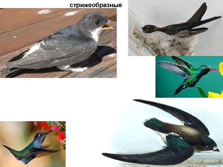 стрижеобразные 