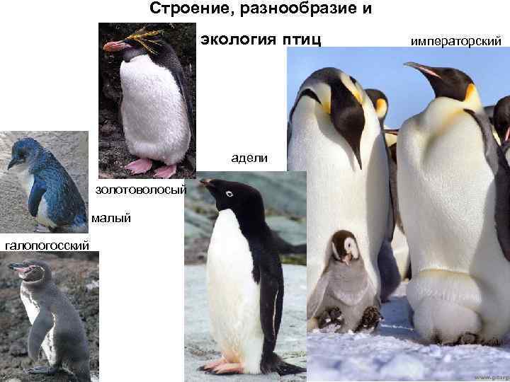 Строение, разнообразие и экология птиц адели золотоволосый малый галопогосский императорский 