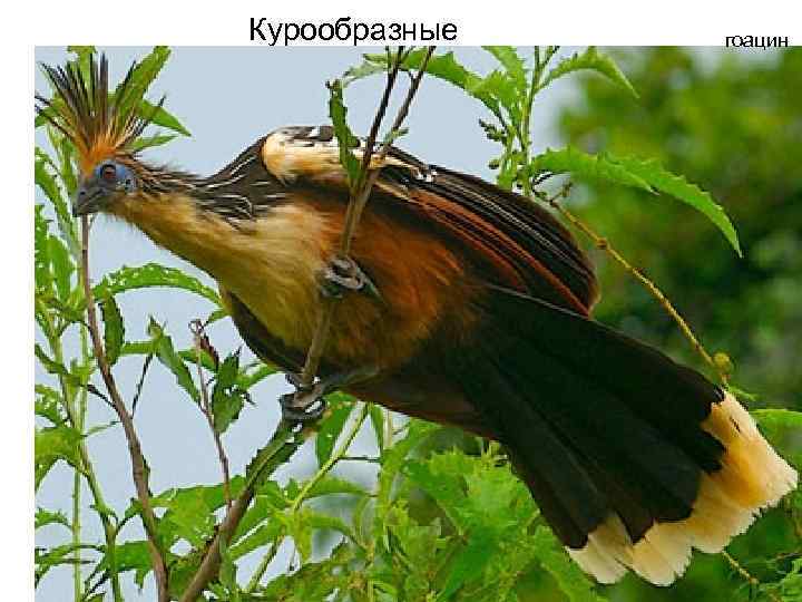 Курообразные гоацин 