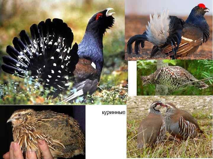 куринные 