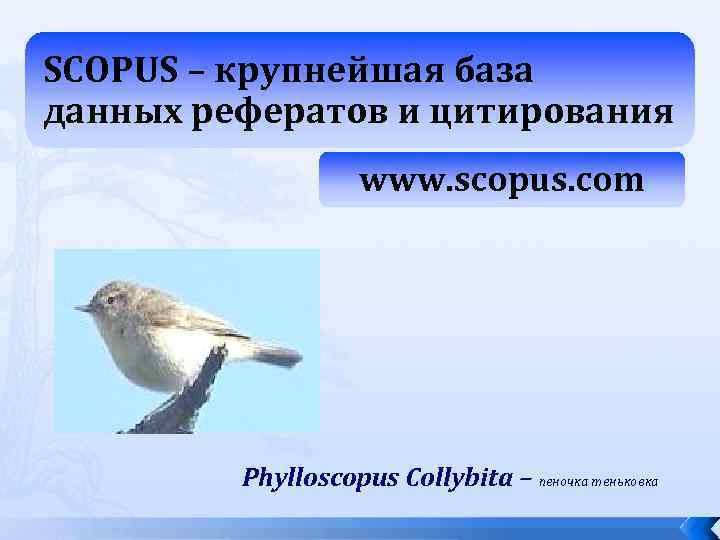 SCOPUS – крупнейшая база данных рефератов и цитирования www. scopus. com Phylloscopus Collybita –